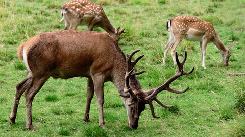 Hirsche und Rehe auf Wiese