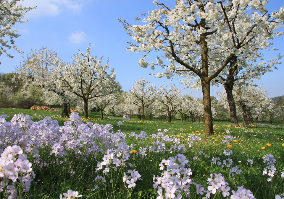 Blumenwiese und Bäume