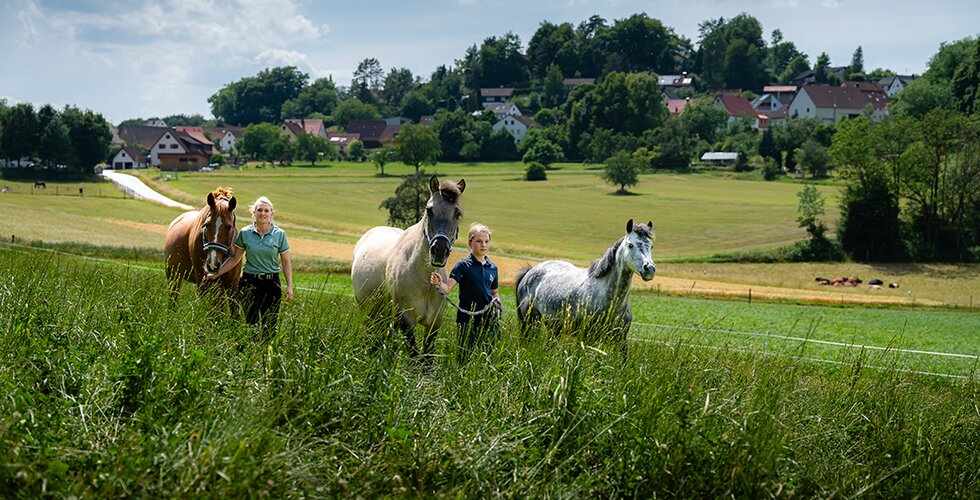 Pferde werden an den Zügeln über die Wiese geführt Pferde werden an den Zügeln über die Wiese geführt