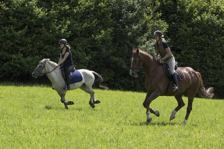 Pferde reiten