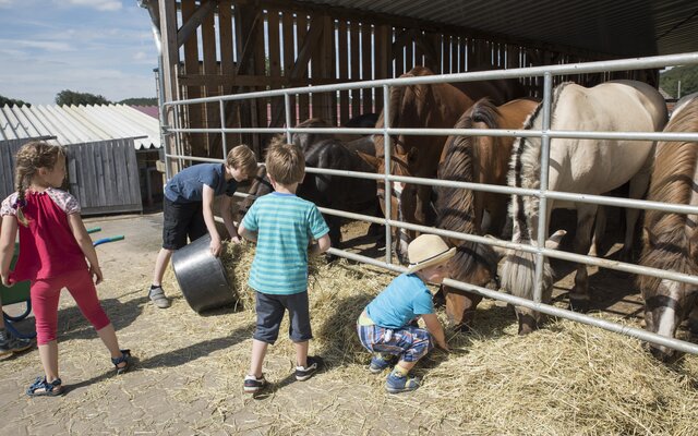 Kinder beim Pferde füttern