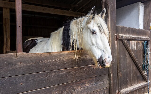 Pferd im Stall