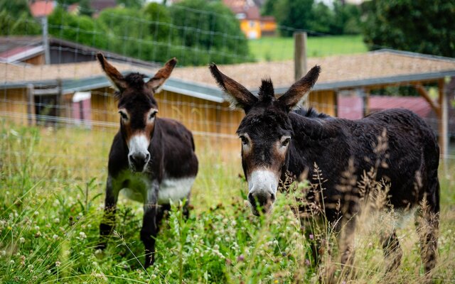 Zwei Esel auf der Wiese