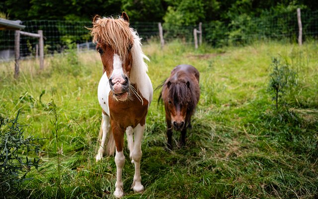 Zwei Ponys auf der Weide