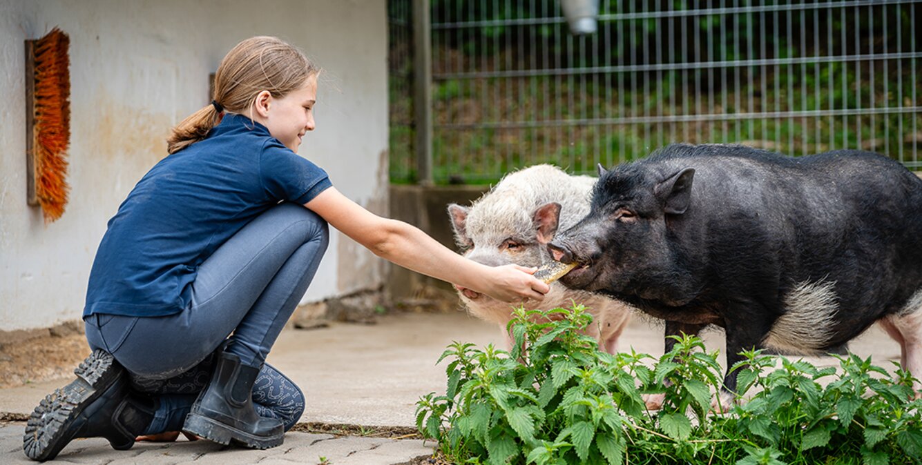 Mädchen füttert Schweine