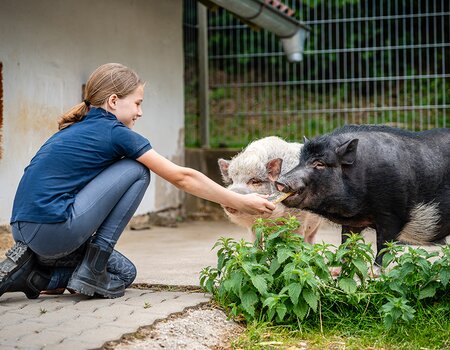 Mädchen füttert Schweine