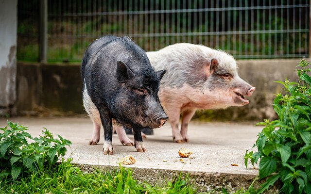 Schweine beim Essen