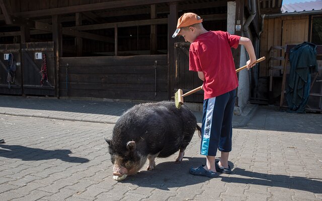 Schweine waschen