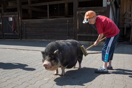 Schweine waschen