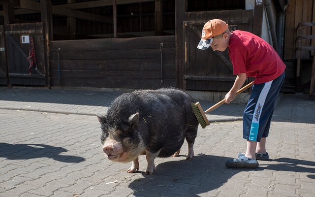 Bub wascht ein Schwein