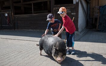 Schweine waschen